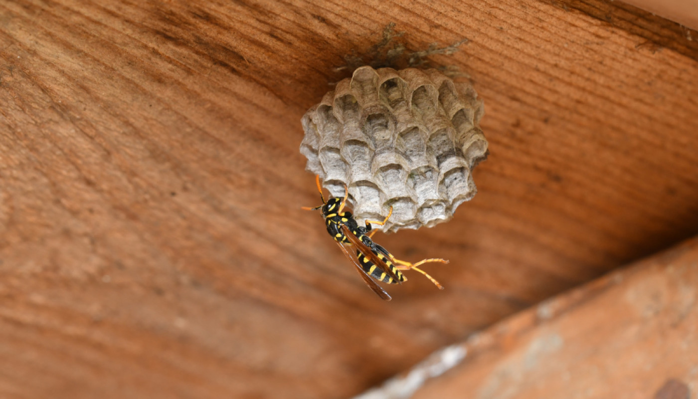 Comment détruire un nid d'insectes dans une maison ?